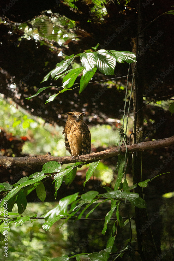 View of a Buffy Fish Owl