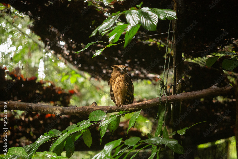 View of a Buffy Fish Owl