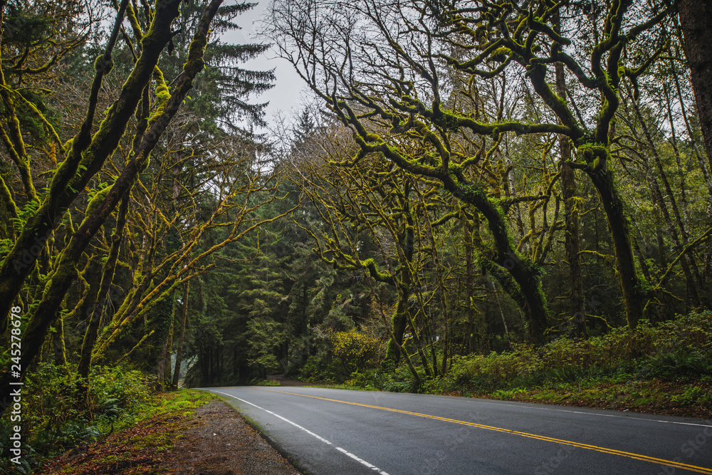 Fototapeta premium Road and Mossy Trees in the Fog