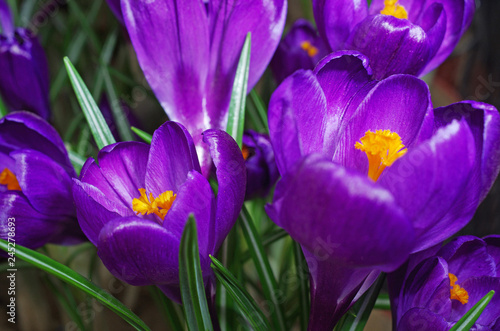 Blooming purple crocuses. Close-up