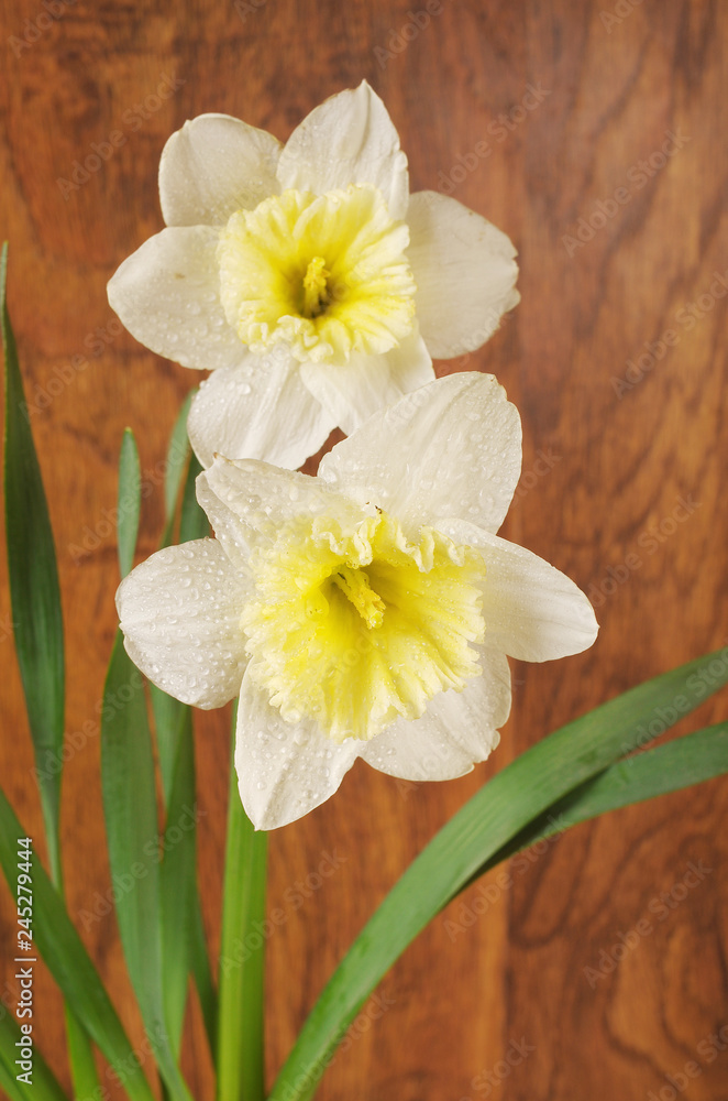 Two white daffodils on a wood texture background. Two white daffodils on a wood texture background.