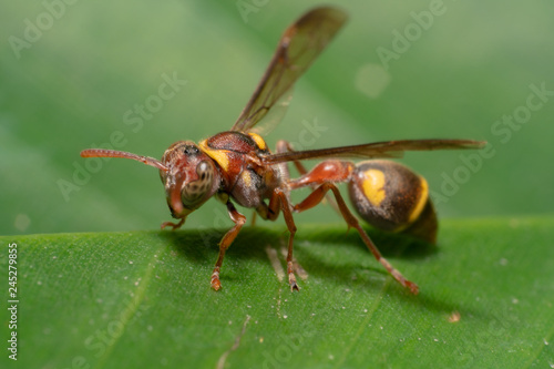 red wasp found in bali Indonesia red and yellow wasp on a green leaf © Saurav