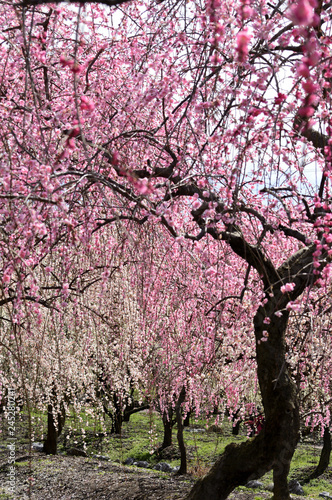 Spring in Japan  red and white plum