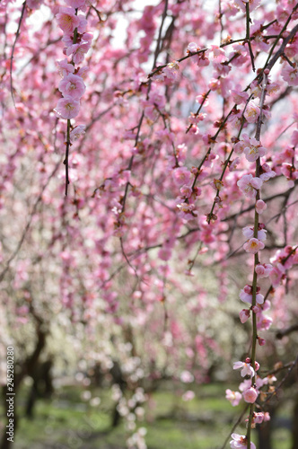 Spring in Japan, red and white plum