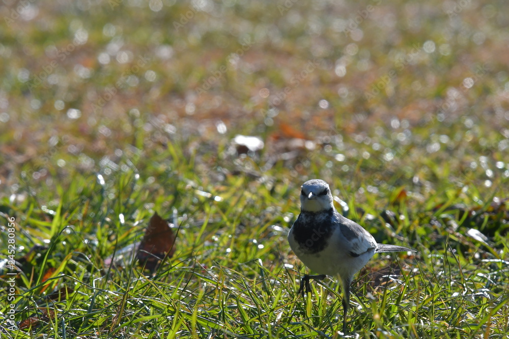 Obraz premium ハクセキレイ