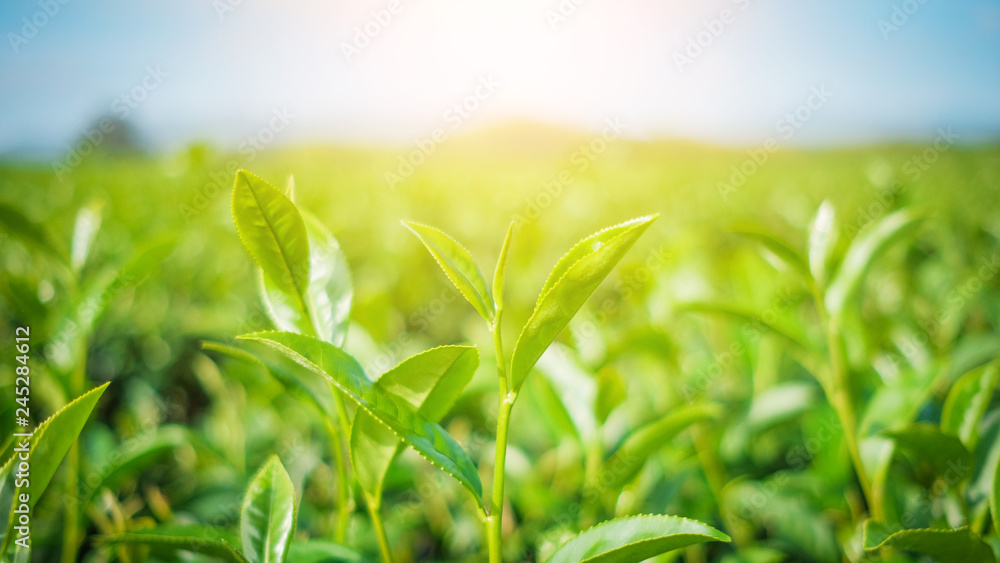 Fresh tea leaves and good weather in the morning Fresh tea leaves and good weather in the morning