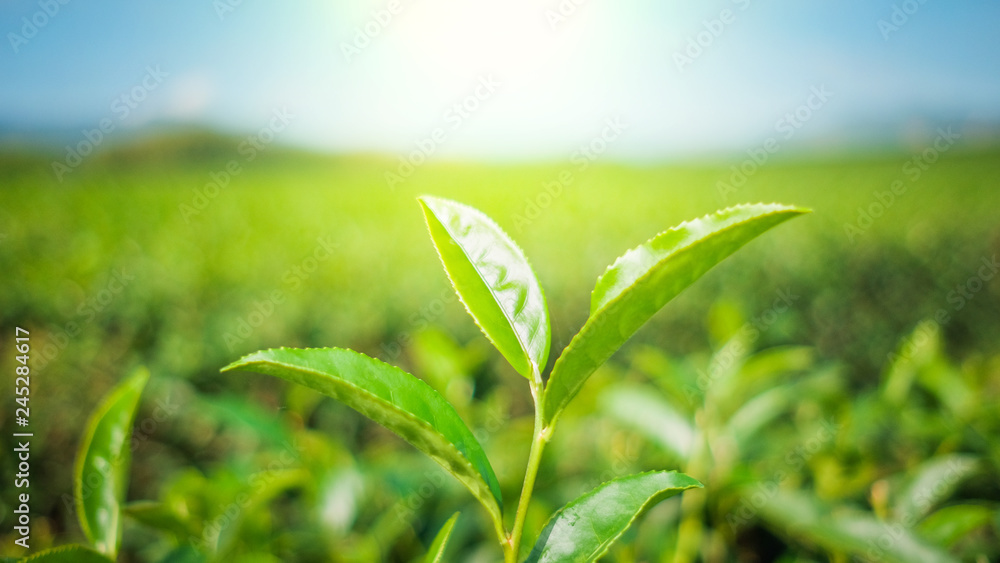 Fresh tea leaves and good weather in the morning Fresh tea leaves and good weather in the morning