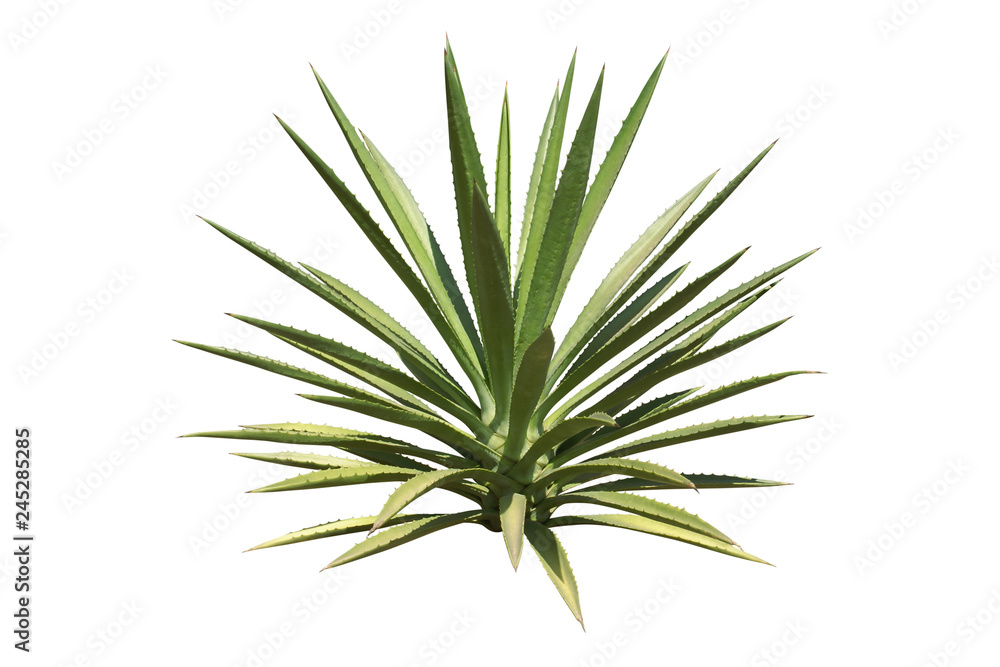 Agave Plant Isolated on White Background Stock Photo | Adobe Stock