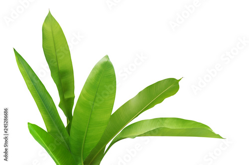 Green Leaves of Heliconia Plant Isolated on White Background