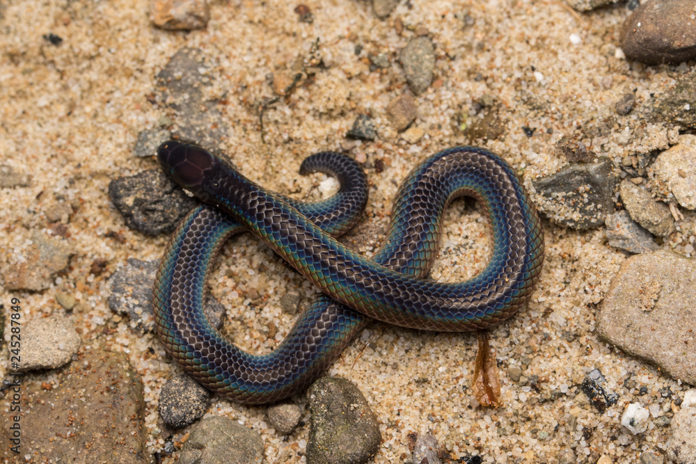 Macro image and Detail of shiny Schmidt's Reed Snake from Borneo , Beautiful Snake Macro image and Detail of shiny Schmidt's Reed Snake from Borneo , Beautiful Snake