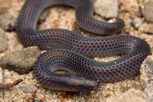 Macro image and Detail of shiny Schmidt's Reed Snake from Borneo , Beautiful Snake