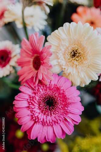 Fototapeta Naklejka Na Ścianę i Meble -  Pink and white Gerbera daisies