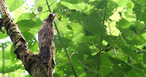 Common Potoo (Nyctibeus griseus) sitting on its nest. camouflaged on a dead tree stump in the rainforest, Ecuador.