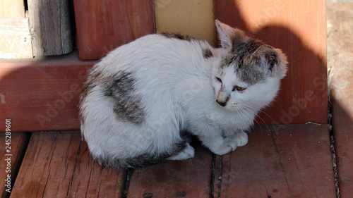 Fototapeta Naklejka Na Ścianę i Meble -  A kitten perched on an old floor