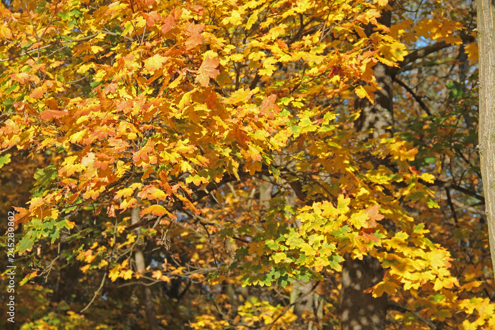 Ahorn in Herbstfarben Ahorn in Herbstfarben