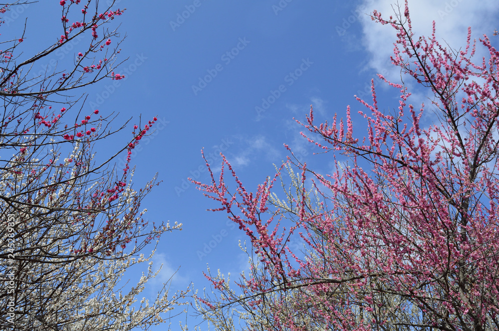 Red and white plum with the sky behind Red and white plum with the sky behind