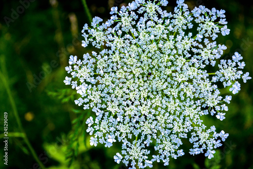 Queen Anne's Lace