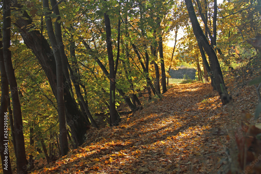 Naklejka premium Herbstwald