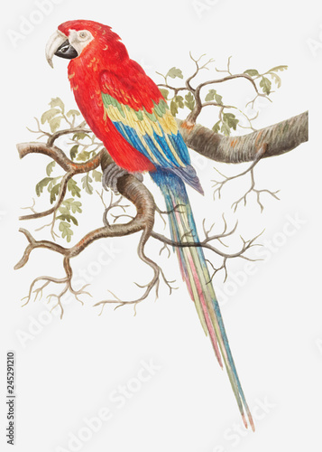 Scarlet macaw in vintage style illustration