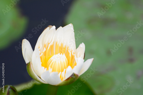 lotus, flower, beautiful, pink, nature, green, summer, background, white, water, tropical, blossom, flora, bloom, botany, peace, oriental, pond, aquatic, waterlily, landscape, leaf, beauty, blooming, 