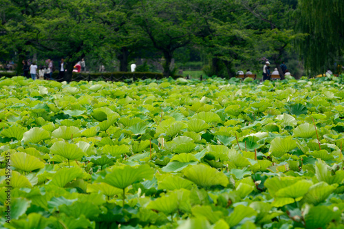 lotus, flower, beautiful, pink, nature, green, summer, background, white, water, tropical, blossom, flora, bloom, botany, peace, oriental, pond, aquatic, waterlily, landscape, leaf, beauty, blooming, 