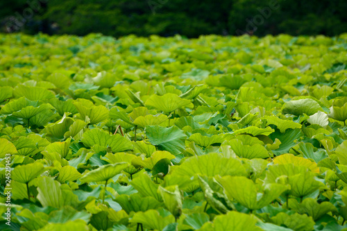 lotus, flower, beautiful, pink, nature, green, summer, background, white, water, tropical, blossom, flora, bloom, botany, peace, oriental, pond, aquatic, waterlily, landscape, leaf, beauty, blooming, 