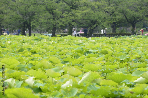 lotus, flower, beautiful, pink, nature, green, summer, background, white, water, tropical, blossom, flora, bloom, botany, peace, oriental, pond, aquatic, waterlily, landscape, leaf, beauty, blooming, 