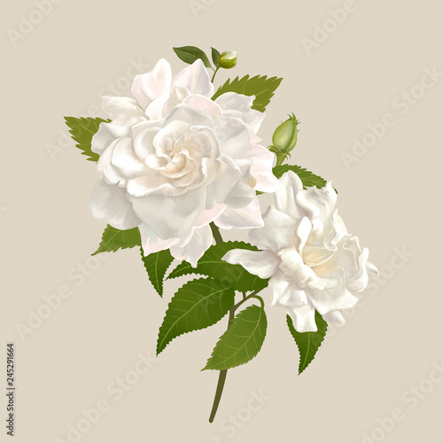 White gardenia flowers illustration