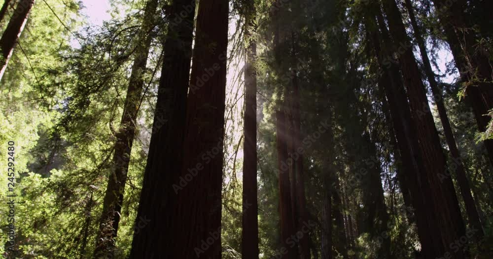 Pan of sun-ray lit Muir Woods National Monument, Shot with the RED Epic Pan of sun-ray lit Muir Woods National Monument, Shot with the RED Epic