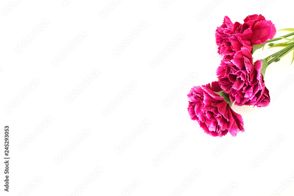 8 March Women's day Carnation