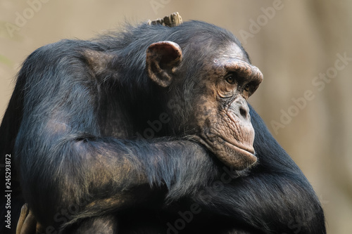 Obraz na płótnie Closeup of a chimpanzee resting its head on its arms
