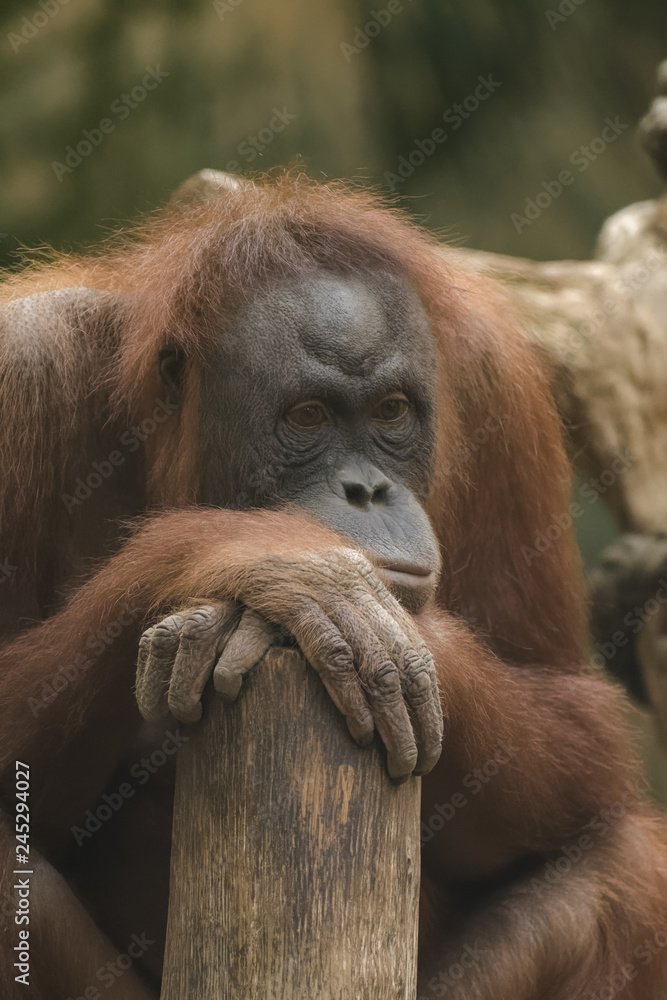 Closeup of a young female orangutan