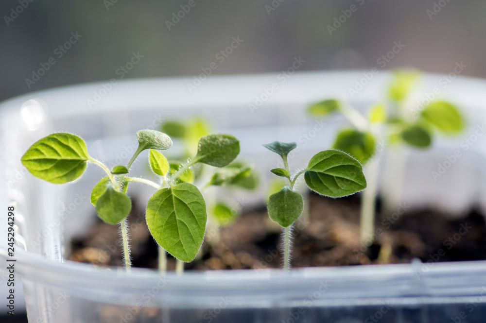 Group of small green seedlings in one pot, macro view, plants precultivation, early springtime in greenhouse Group of small green seedlings in one pot, macro view, plants precultivation, early springtime in greenhouse