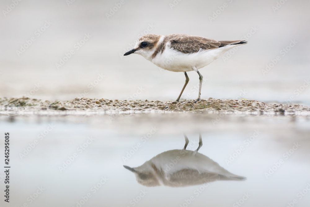 Juvenile kentish plover Juvenile kentish plover