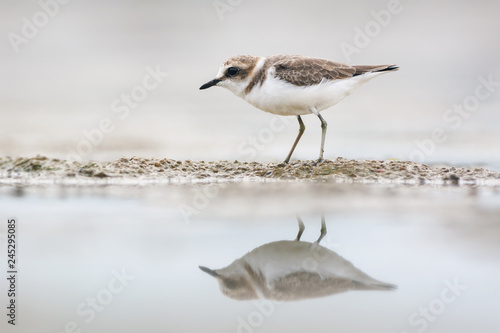 Juvenile kentish plover