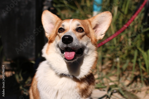 dog