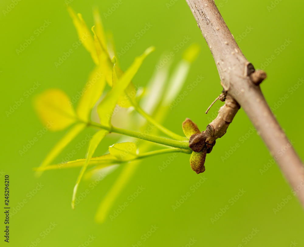 Young green leaves on a tree in spring Young green leaves on a tree in spring