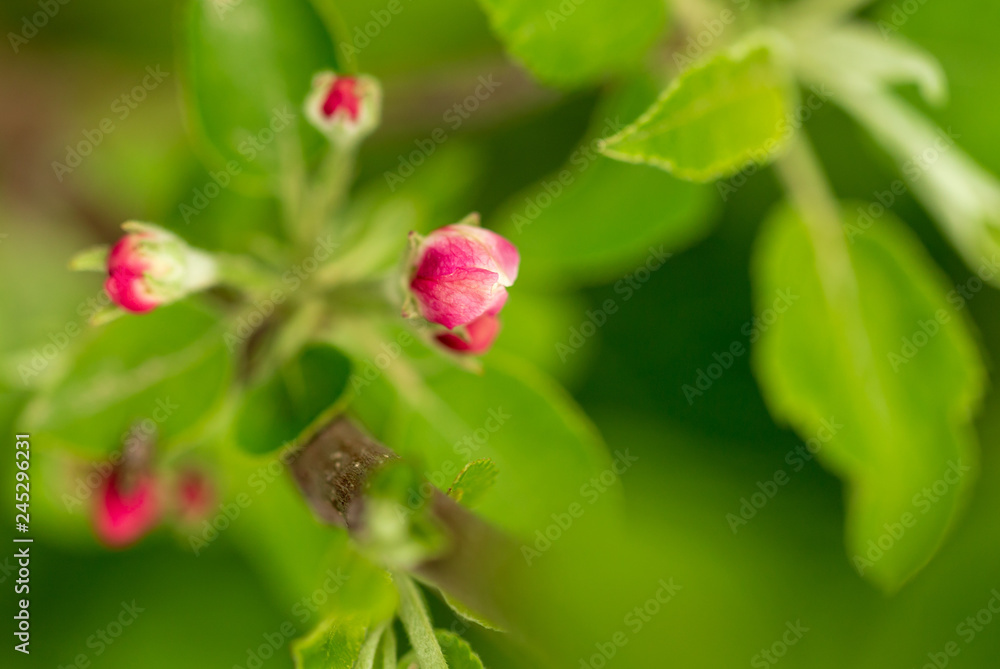 Flowers on the branches of apple trees in spring Flowers on the branches of apple trees in spring