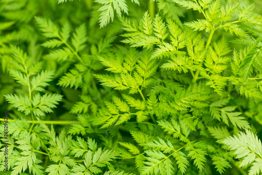 Green carrot leaves in a vegetable garden as background