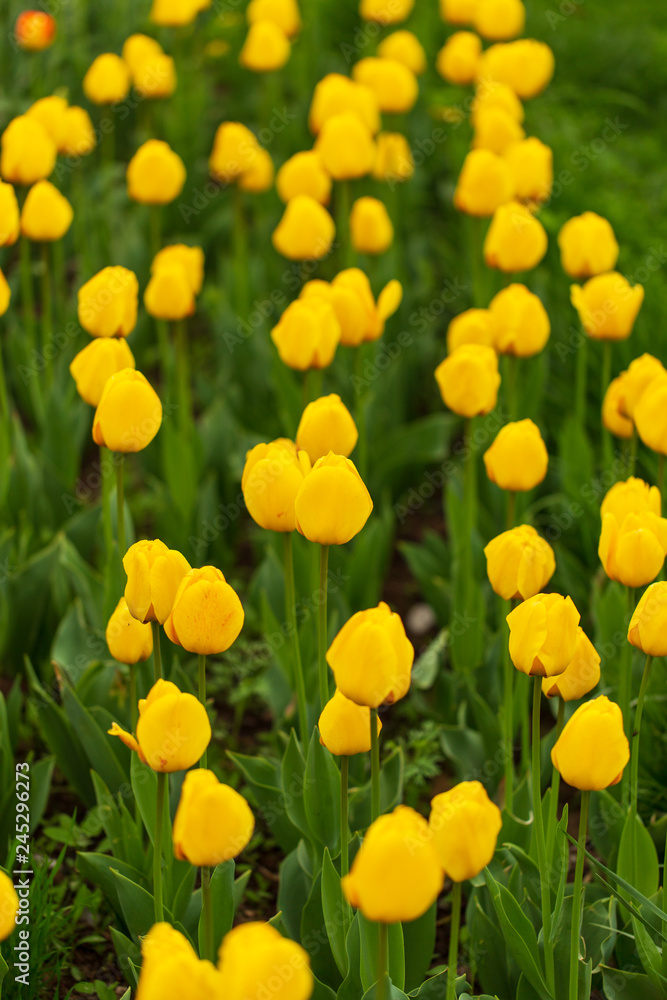 Yellow tulips in the park as background Yellow tulips in the park as background
