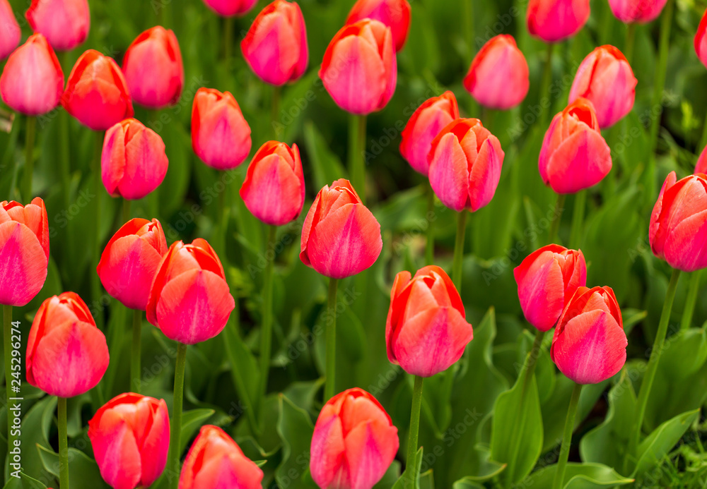 Fototapeta premium Pink tulips in the park as background