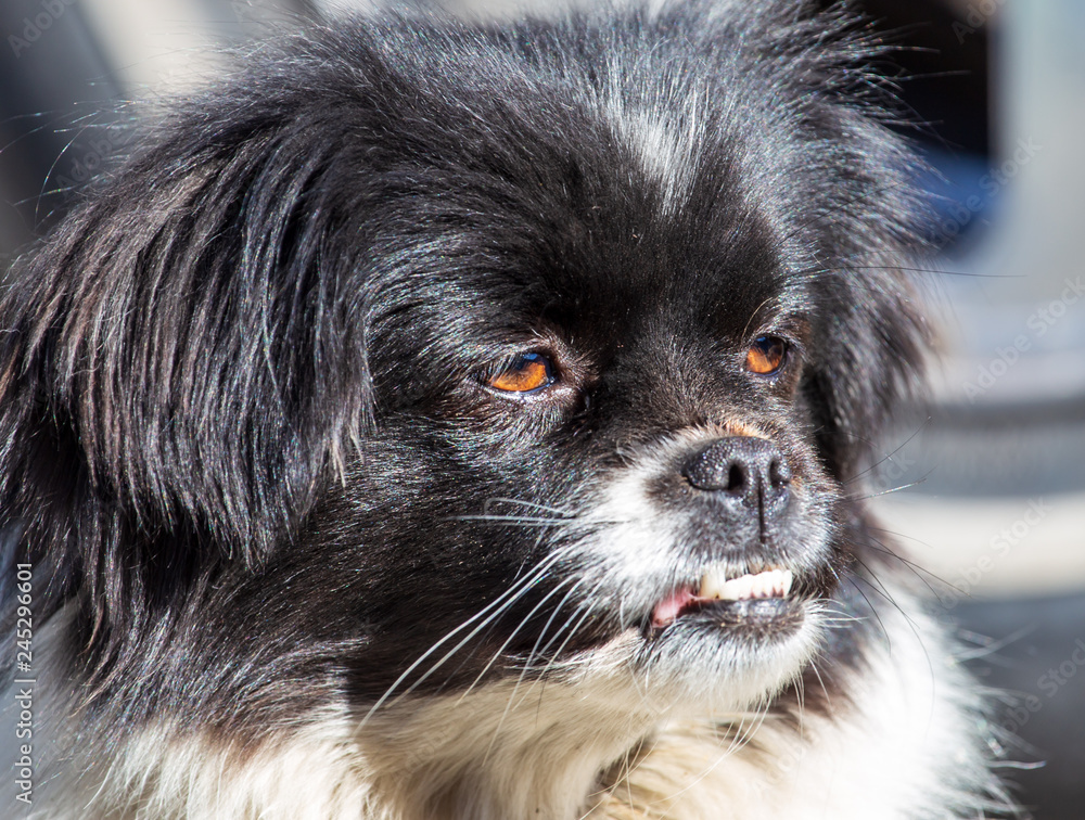 Portrait of a stray dog in the city Portrait of a stray dog in the city