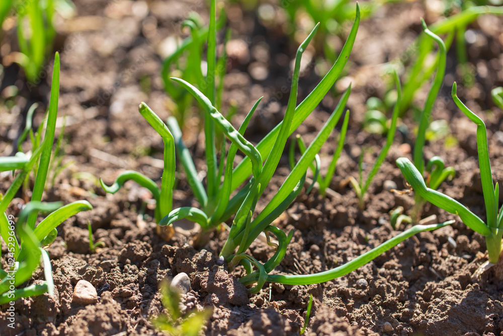 Green onions in the garden Green onions in the garden