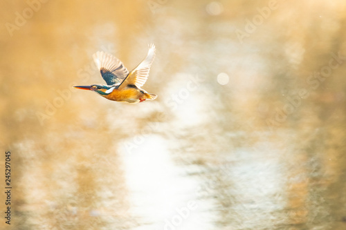Kingfisher flies above a pond at sunset in winter. © naotoshinkai
