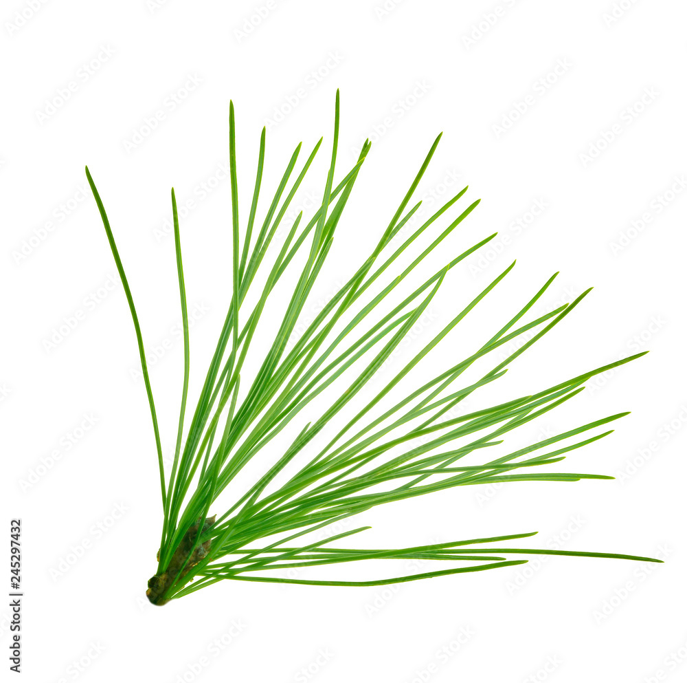 Fototapeta premium branch of cedar isolated on white background