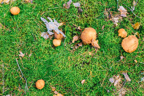 Ceps growing on moss in the forest. Flat lay. Top view