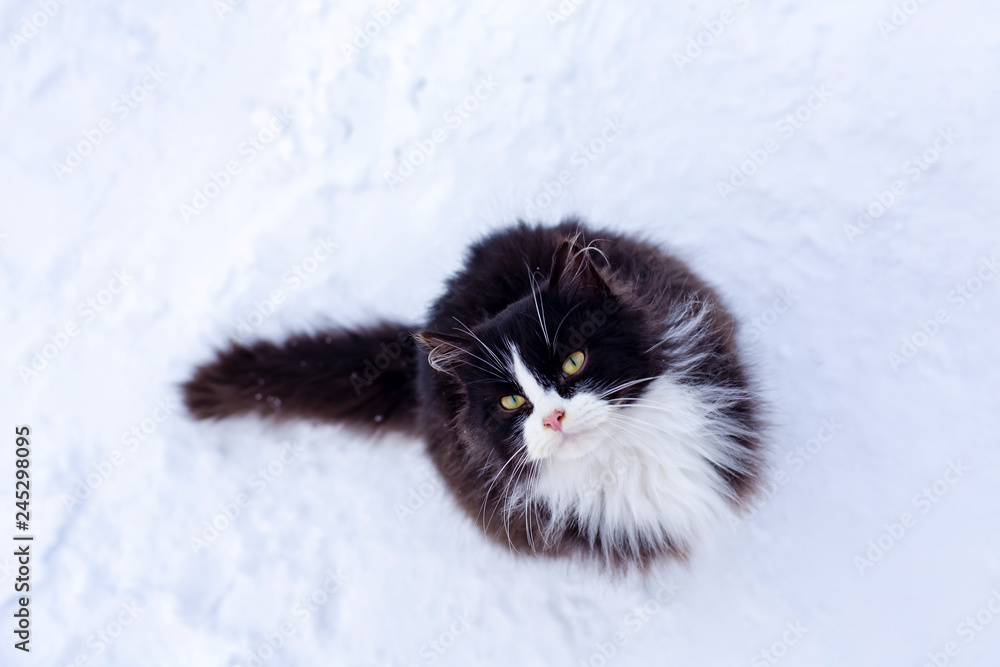 A cute, fluffy black and white cat sits on a snowy path, lifted her head and carefully looks at the person, with the hope that they will take their hands in the warmth, on a frosty winter day.