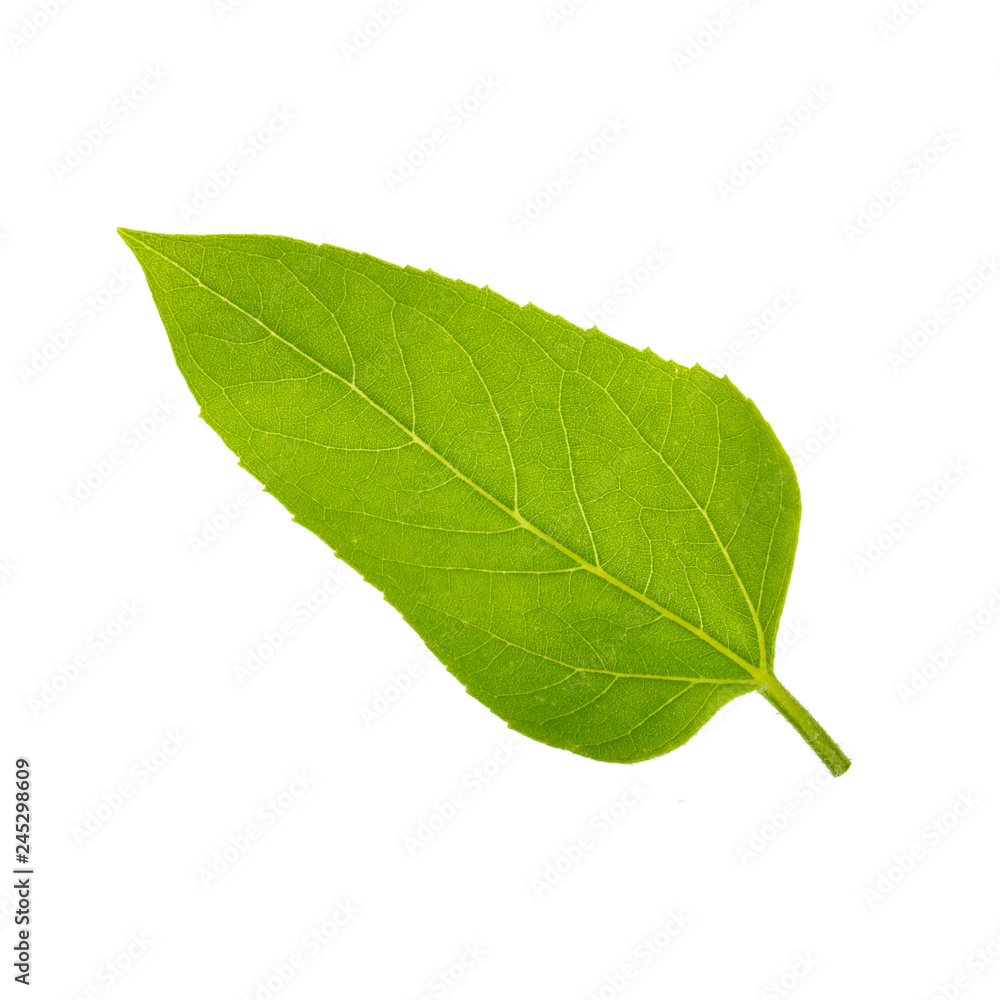 green leaf of sunflower isolated on white background green leaf of sunflower isolated on white background