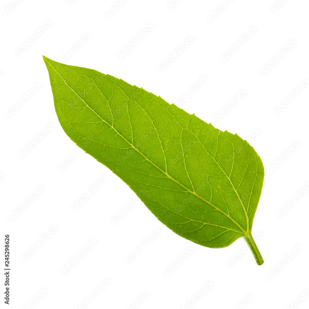 green leaf of sunflower isolated on white background green leaf of sunflower isolated on white background