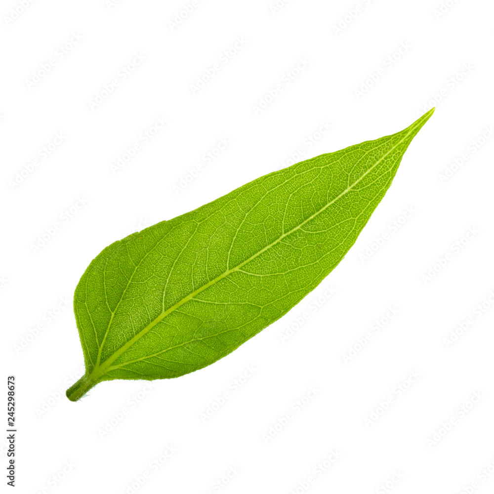 green leaf of sunflower isolated on white background green leaf of sunflower isolated on white background